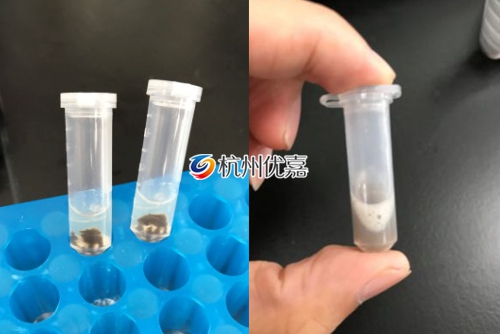 宋慈全自動(dòng)冷凍研磨儀研磨果蠅實(shí)驗(yàn)說(shuō)明